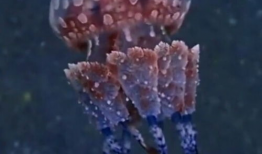 水母视频,水母的神秘世界